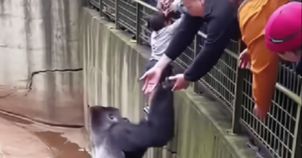 ゴリラの勁-ヘラクレーンの静かな真理①